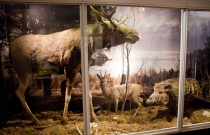 Estonian Museum of Natural History